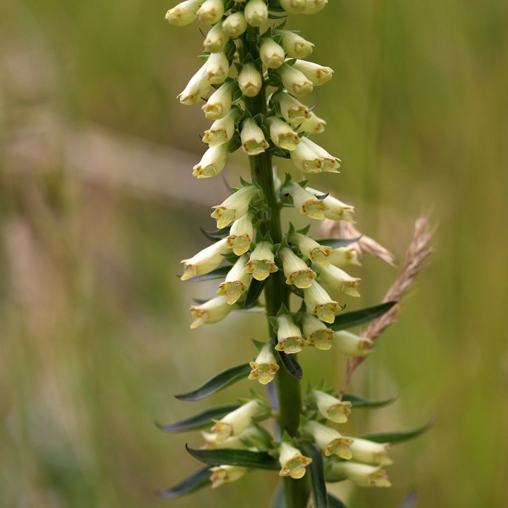 Digitalis lutea - Gele vingerhoedskruid