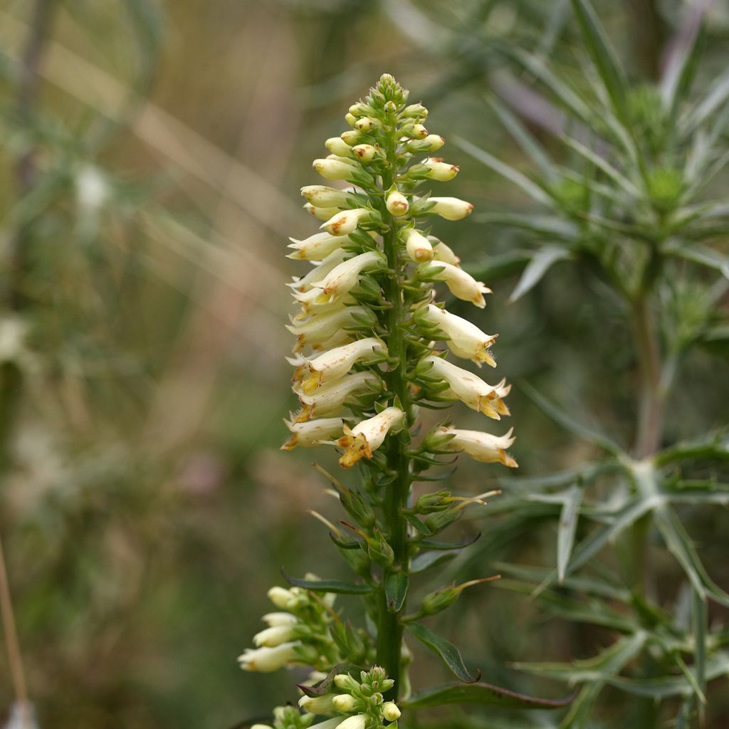 Digitalis lutea - Gele vingerhoedskruid