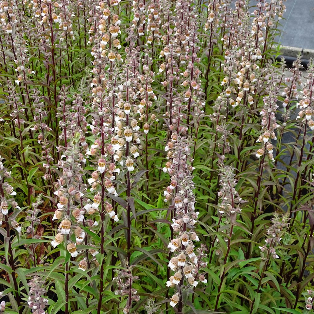 Digitale laineuse bicolore - Digitalis lanata