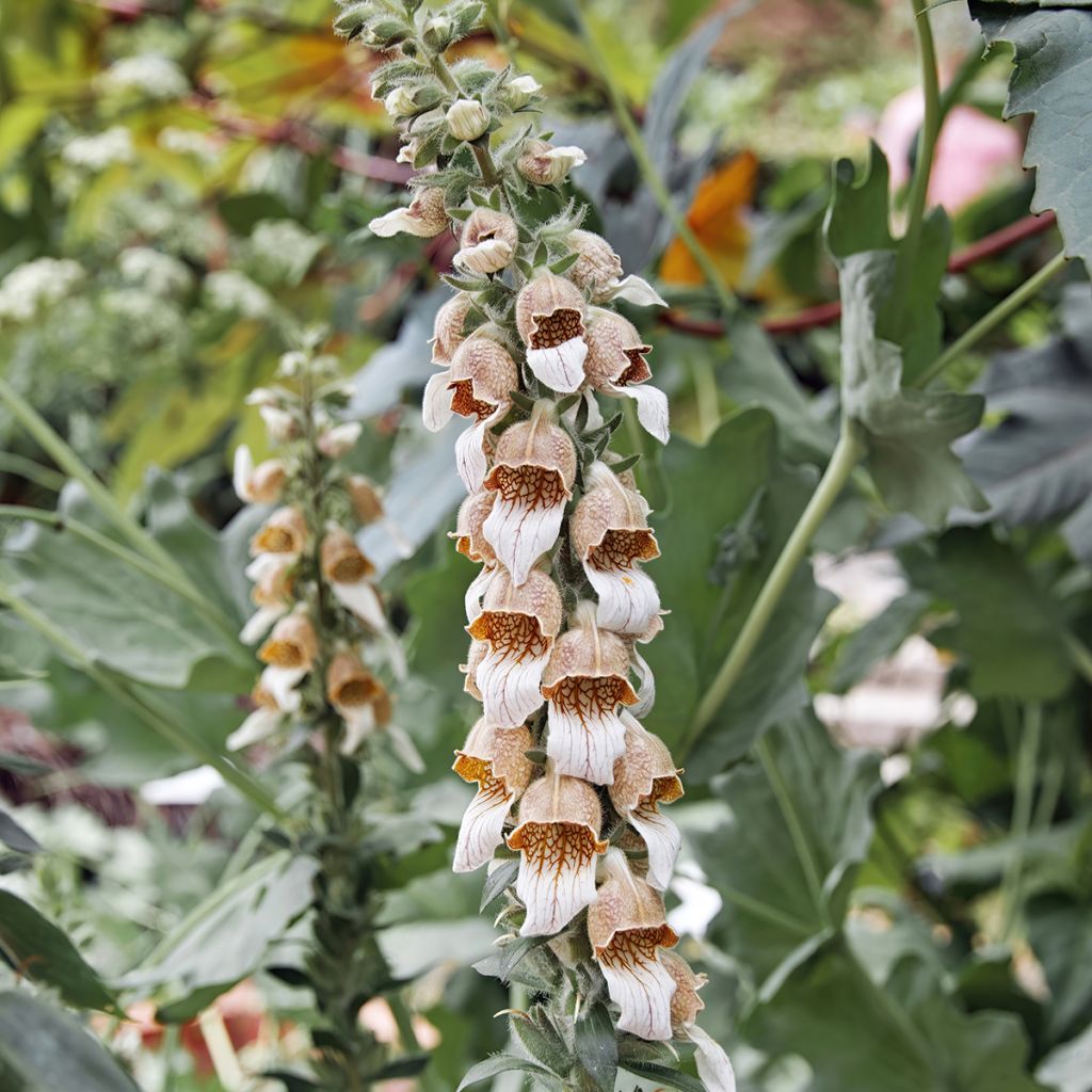 Digitalis lanata - Wollig vingerhoedskruid