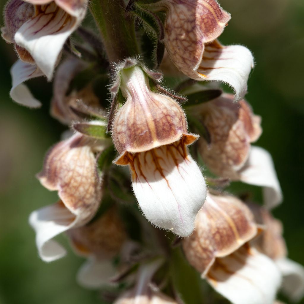 Digitalis lanata - Wollig vingerhoedskruid