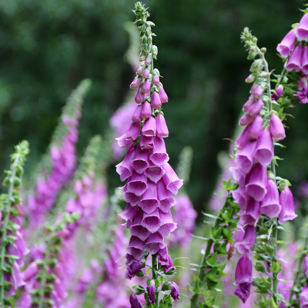 Digitalis purpurea - Vingerhoedskruid