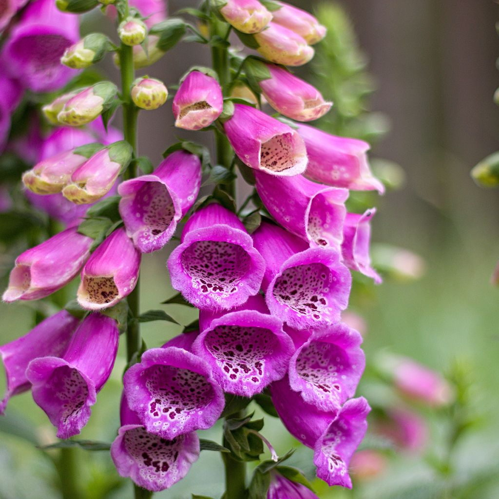 Digitalis purpurea - Vingerhoedskruid