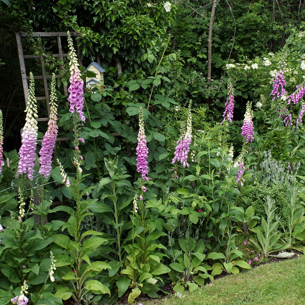 Digitalis purpurea - Vingerhoedskruid