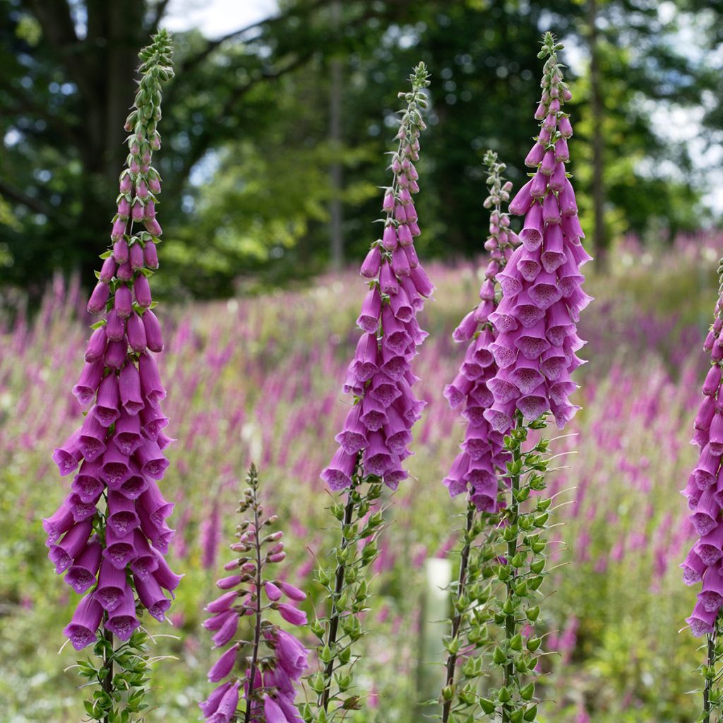 Digitalis purpurea - Vingerhoedskruid