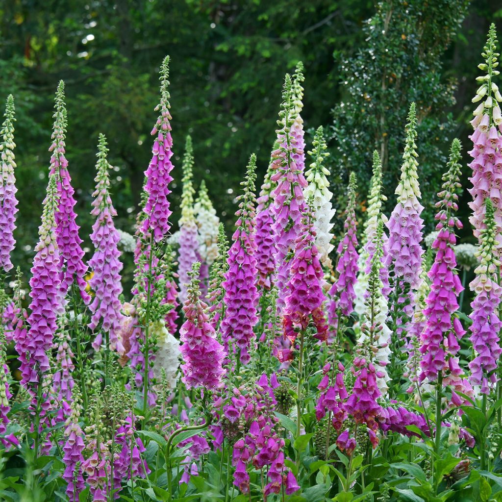 Digitalis purpurea - Vingerhoedskruid