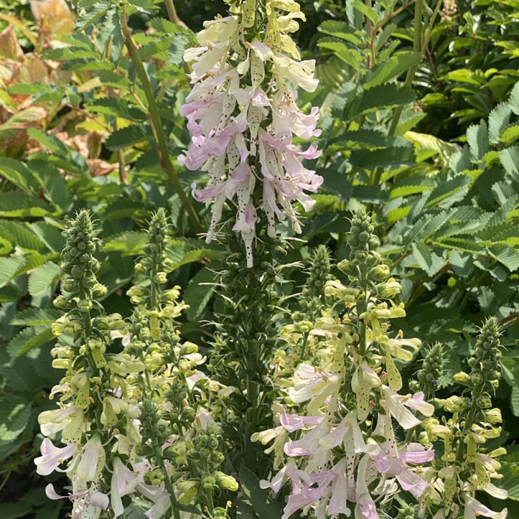 Digitalis Apple Blossom - Vingerhoedskruid