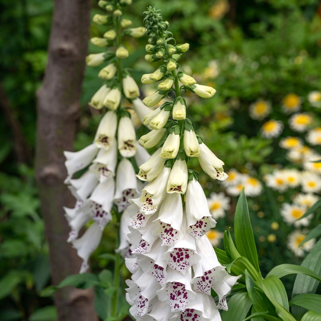 Digitalis purpurea Dalmatian White F1 (zaad) - Vingerhoedskruid