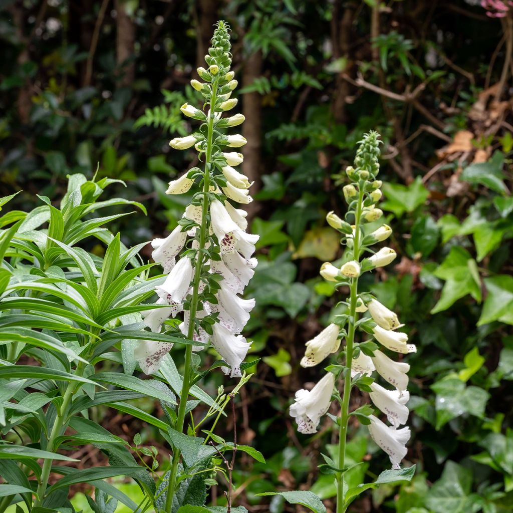 Digitalis purpurea Dalmatian White F1 (zaad) - Vingerhoedskruid