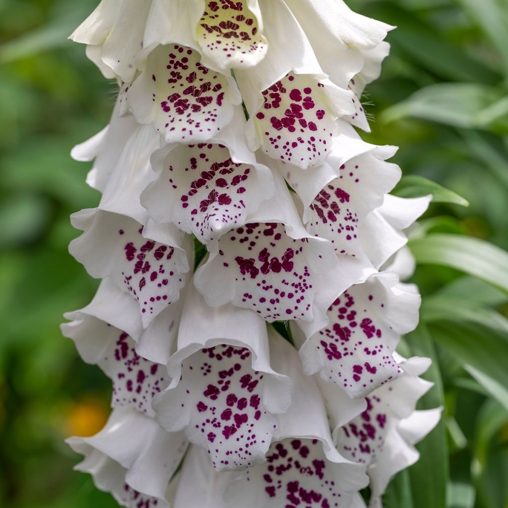 Digitalis purpurea Dalmatian White F1 (zaad) - Vingerhoedskruid