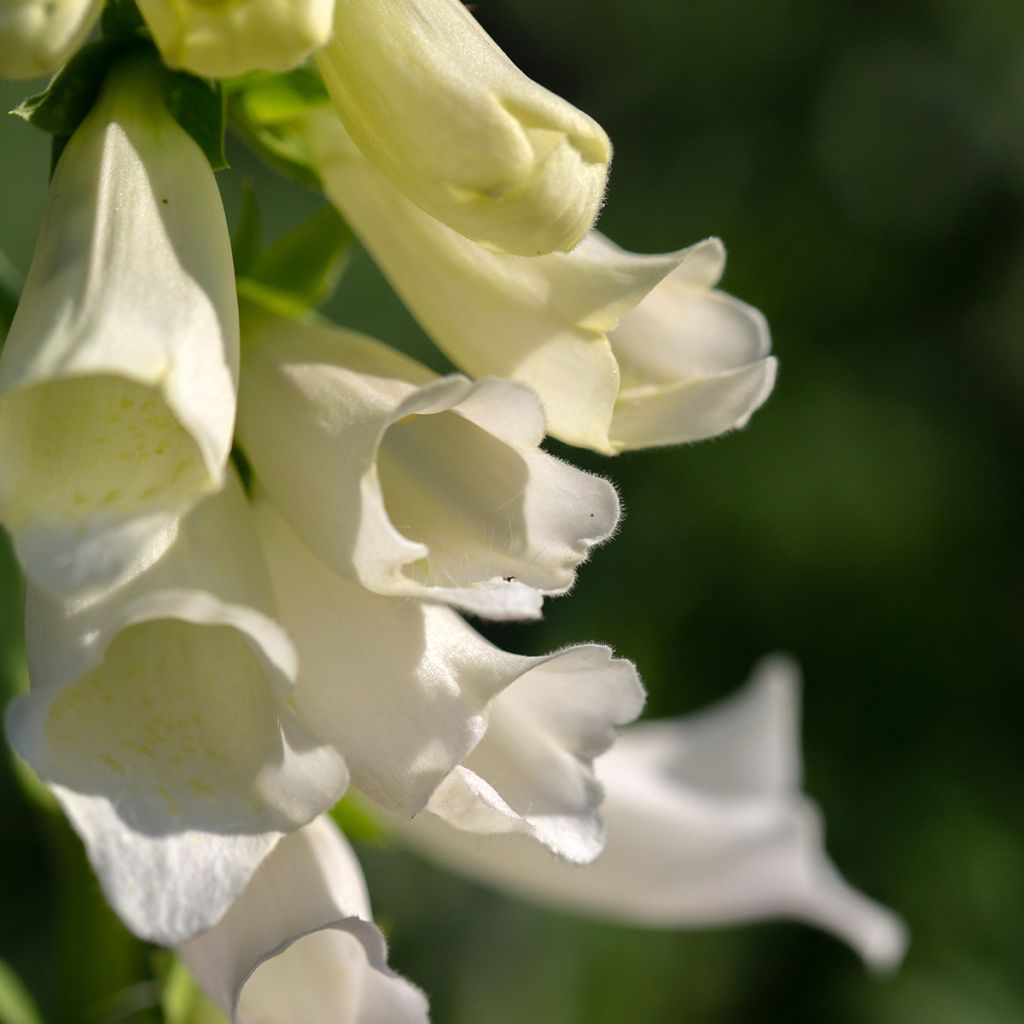 Digitalis purpurea Alba - Vingerhoedskruid