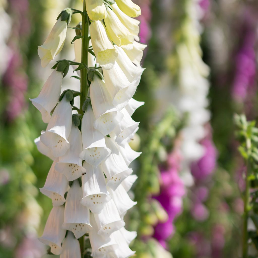 Digitalis purpurea Alba - Vingerhoedskruid
