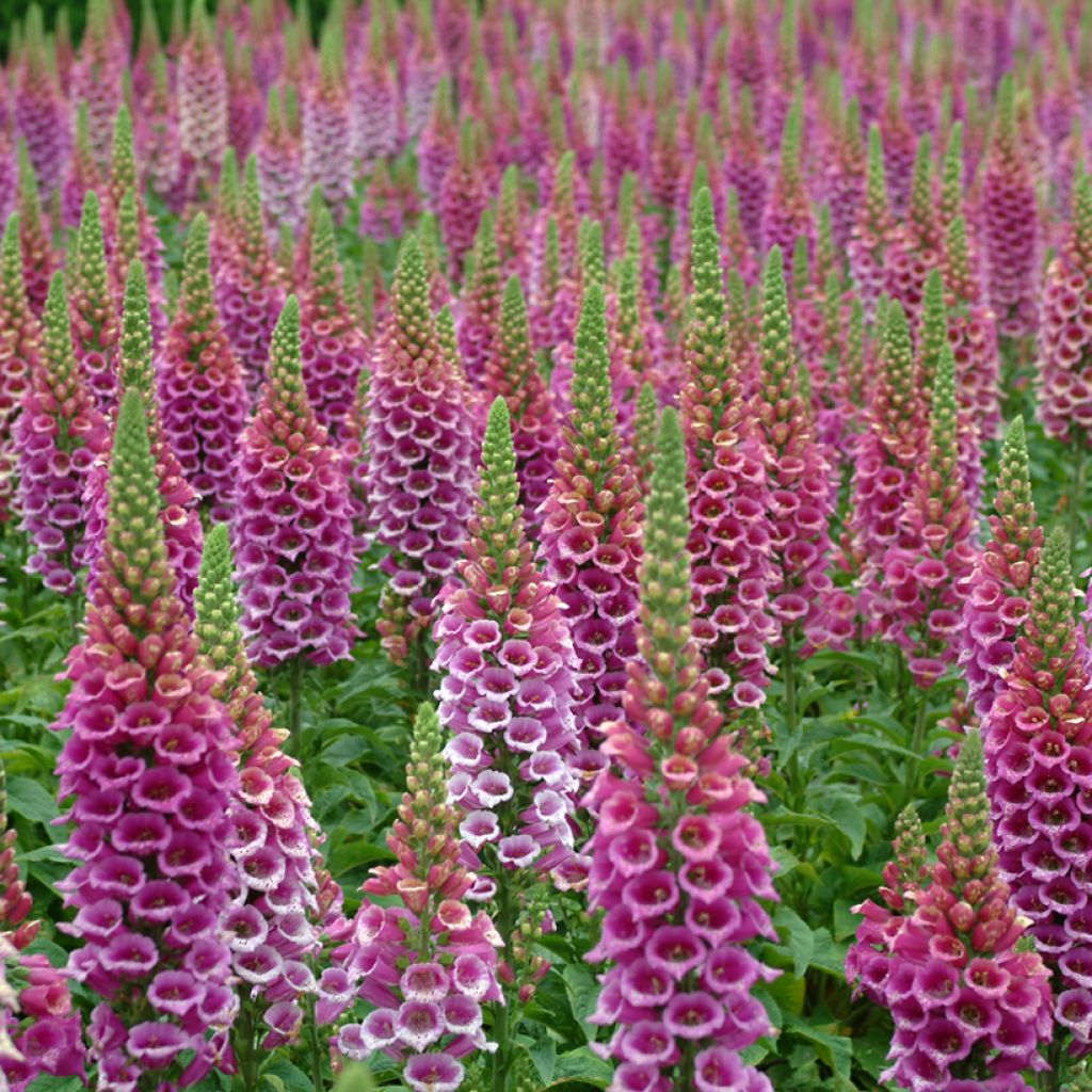 Digitalis purpurea Candy Mountain (zaad) - Vingerhoedskruid