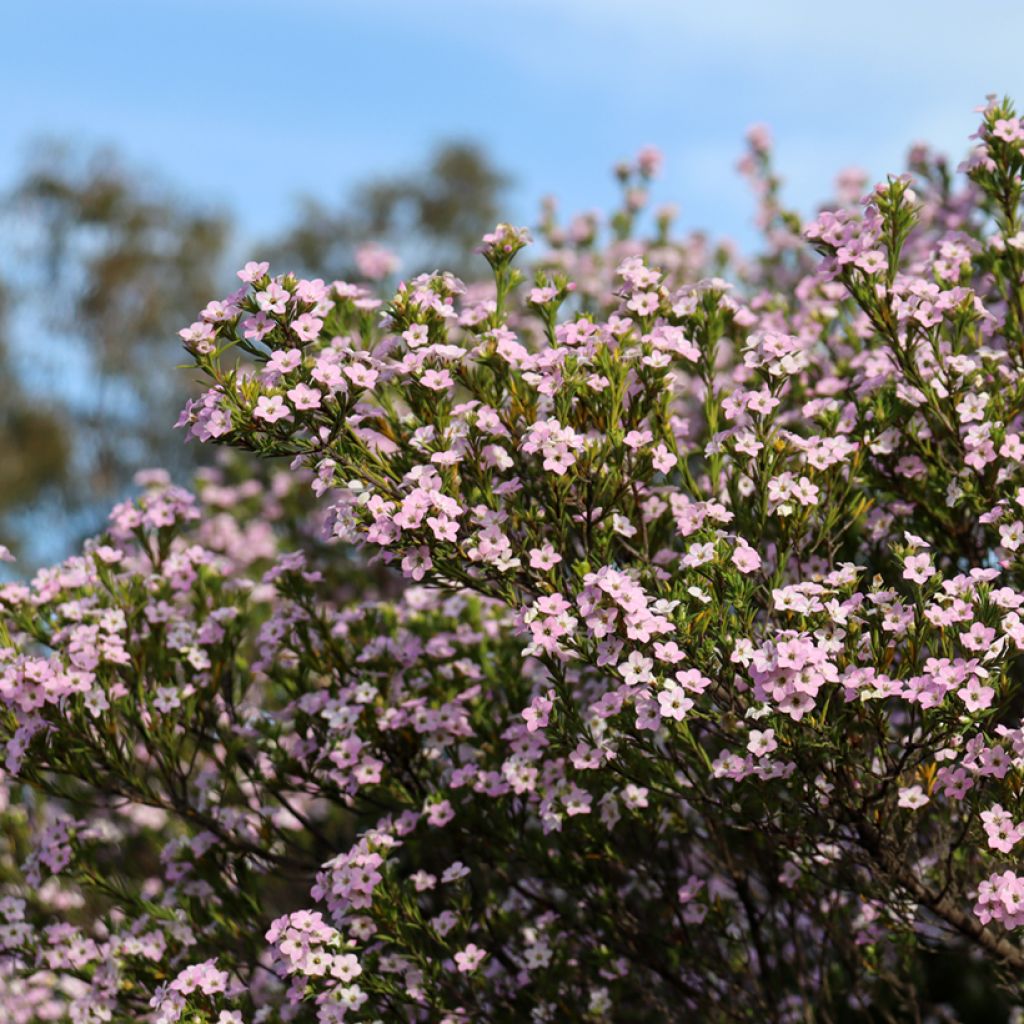 Diosma Pink Diamond - Confettistruik