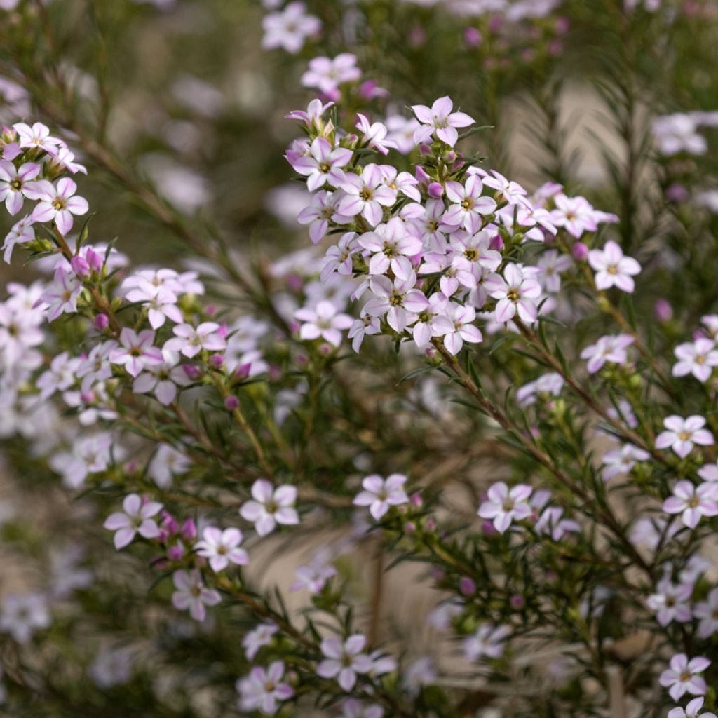 Diosma hirsuta Pink Fountain - Confettistruik