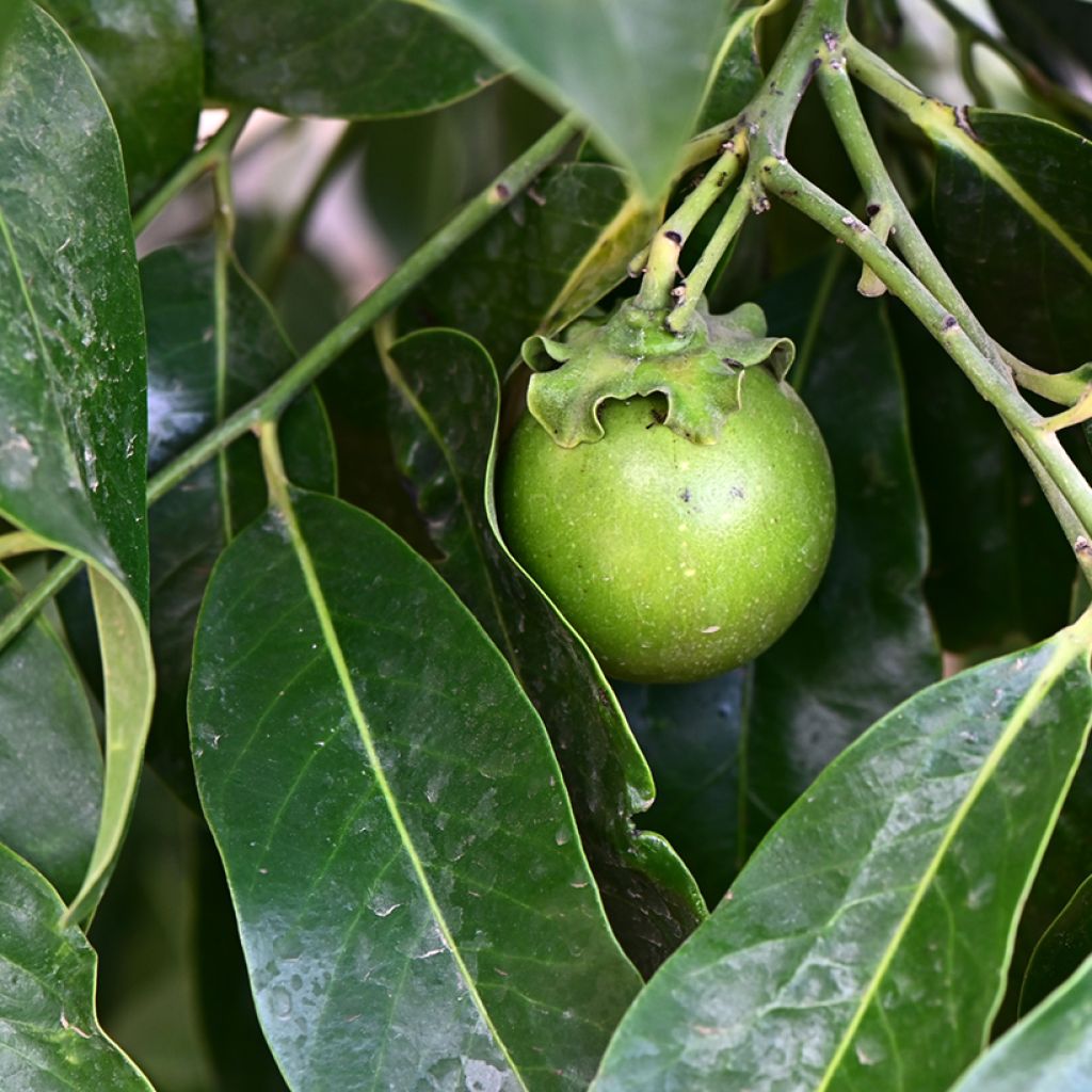 Zwarte zapote - Diospyros digyna