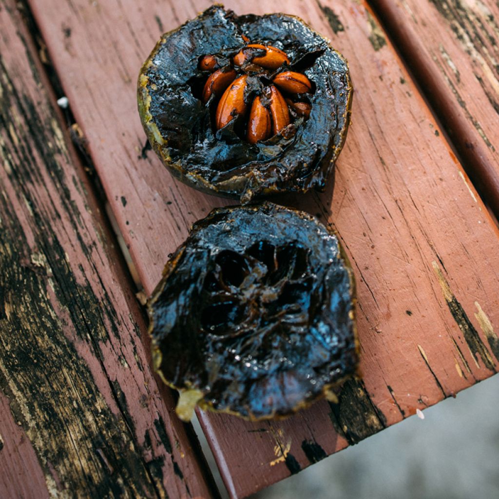 Zwarte zapote - Diospyros digyna