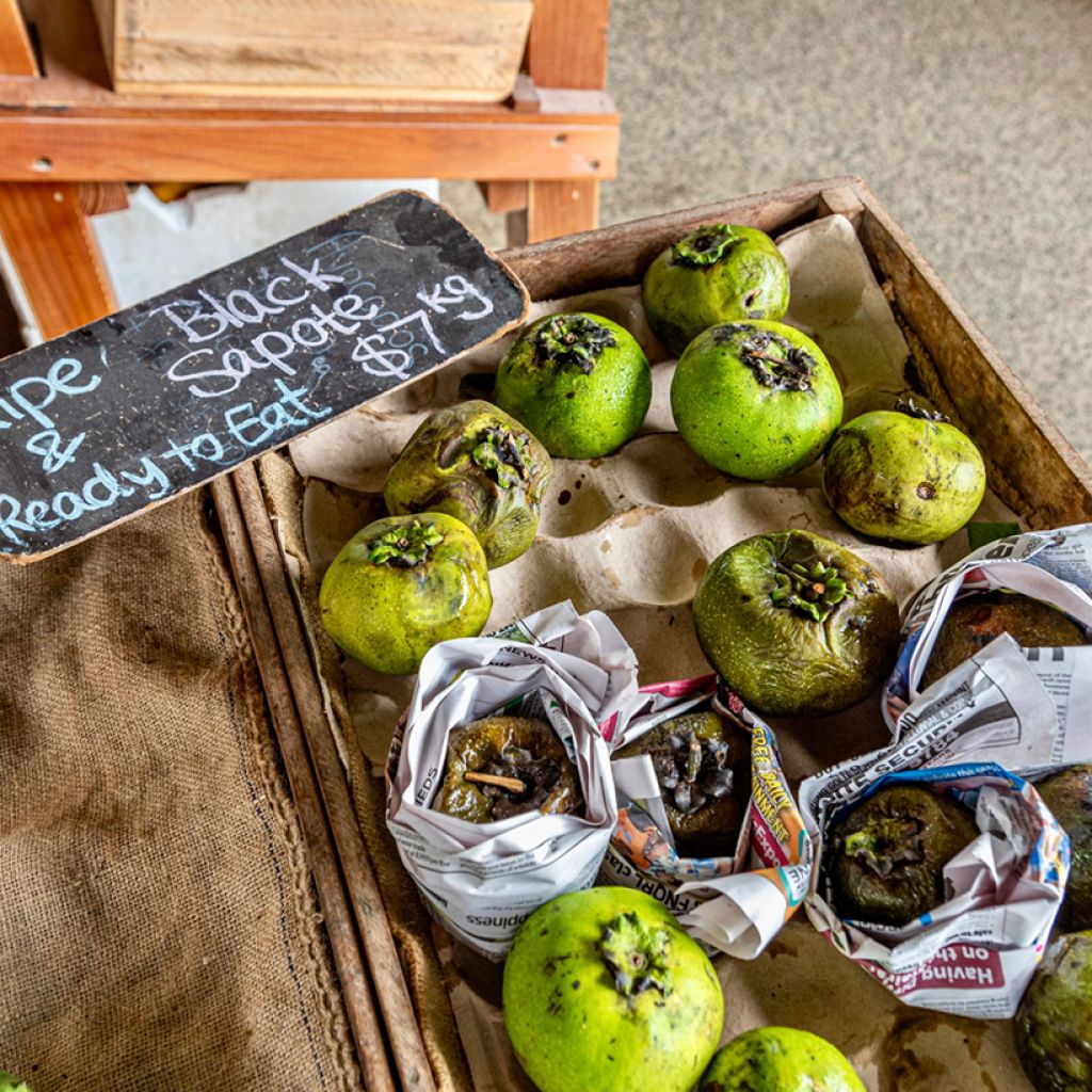 Zwarte zapote - Diospyros digyna