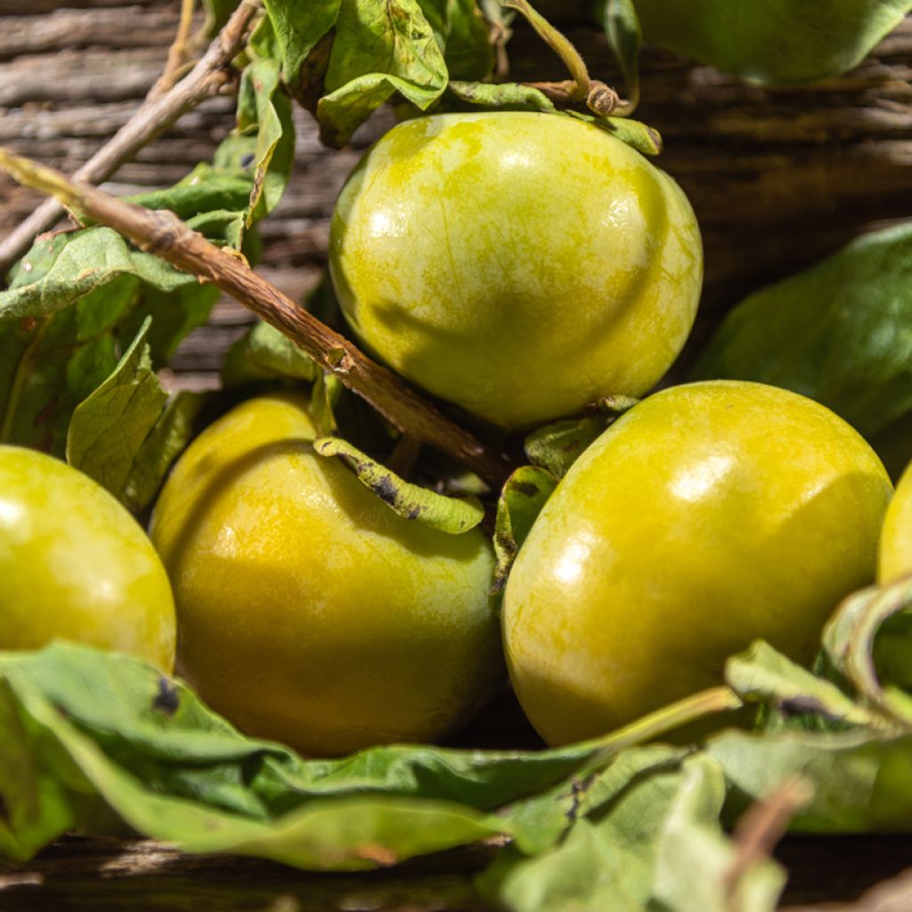 Zwarte zapote - Diospyros digyna