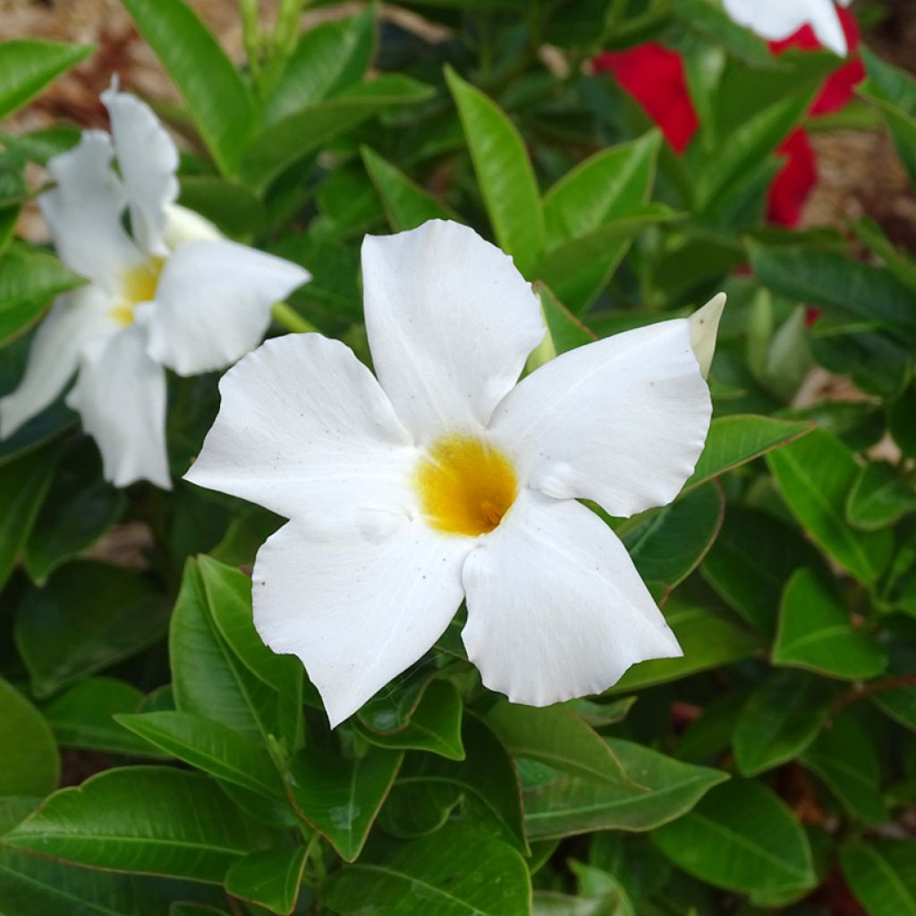 Dipladenia BELLA Wit - Mandevilla