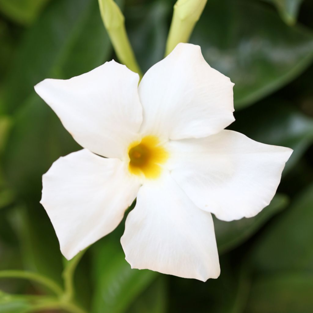 Dipladenia BELLA Wit - Mandevilla