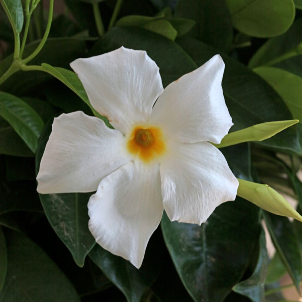 Dipladenia BELLA Wit - Mandevilla
