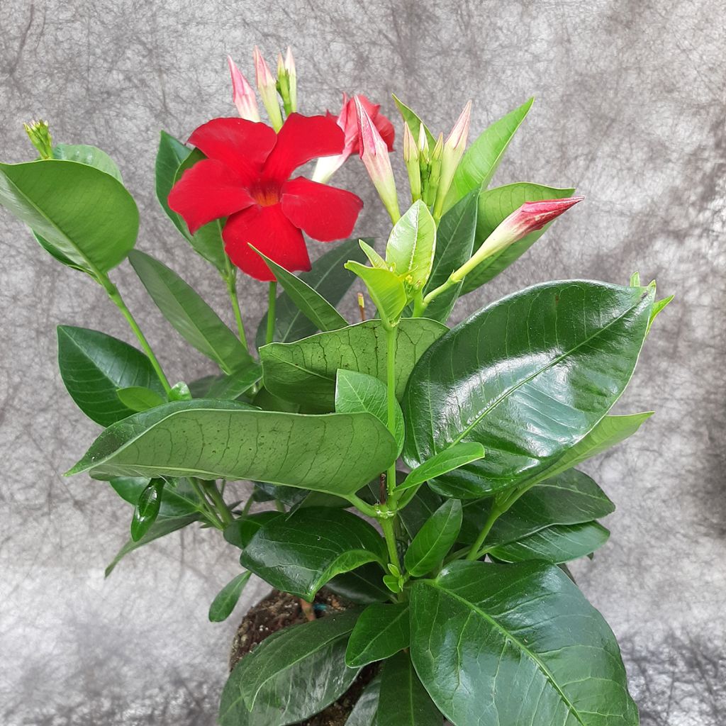 Dipladenia Diamantina Jade XXL Rood - Mandevilla