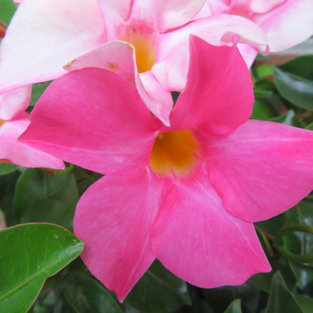 Dipladenia Diamantina Jade Roze - Mandevilla