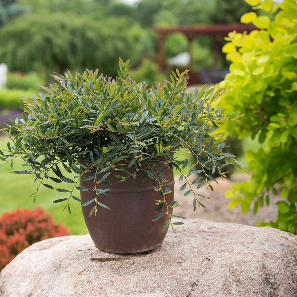 Distylium Cinnamon Girl - Winter toverhazelaar