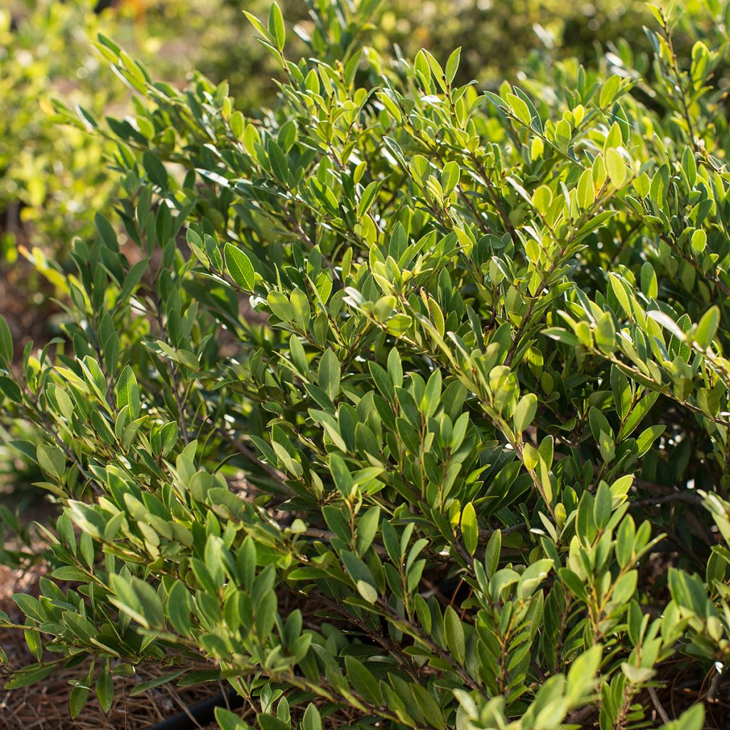 Distylium Cinnamon Girl - Winter toverhazelaar