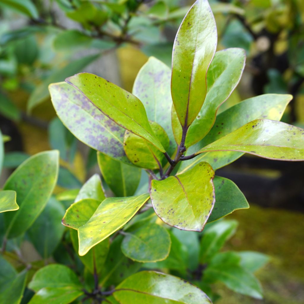 Distylium racemosum - Winter toverhazelaar