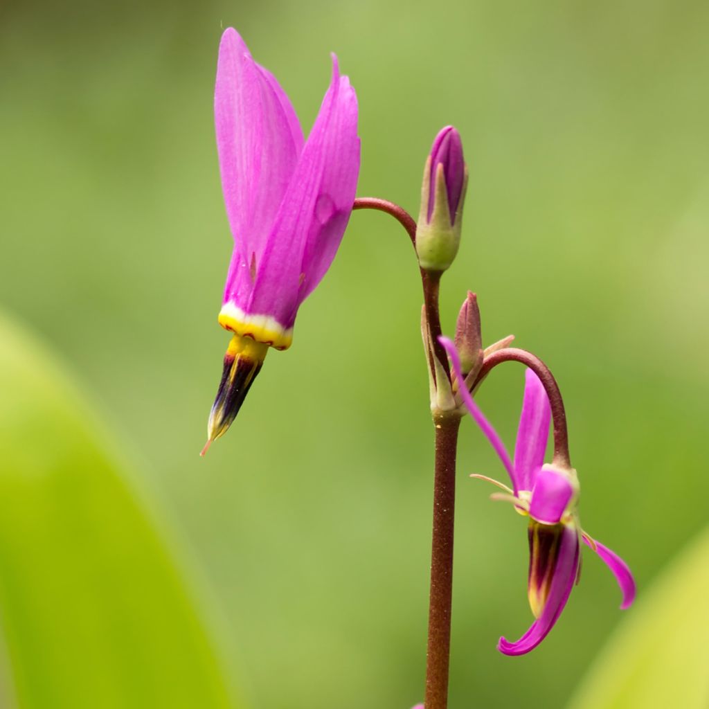 Dodecatheon meadia - Twaalfgodenkruid
