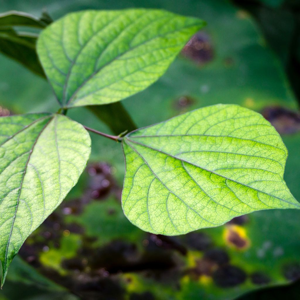 Hyacintboon - Lablab purpureus (zaad)