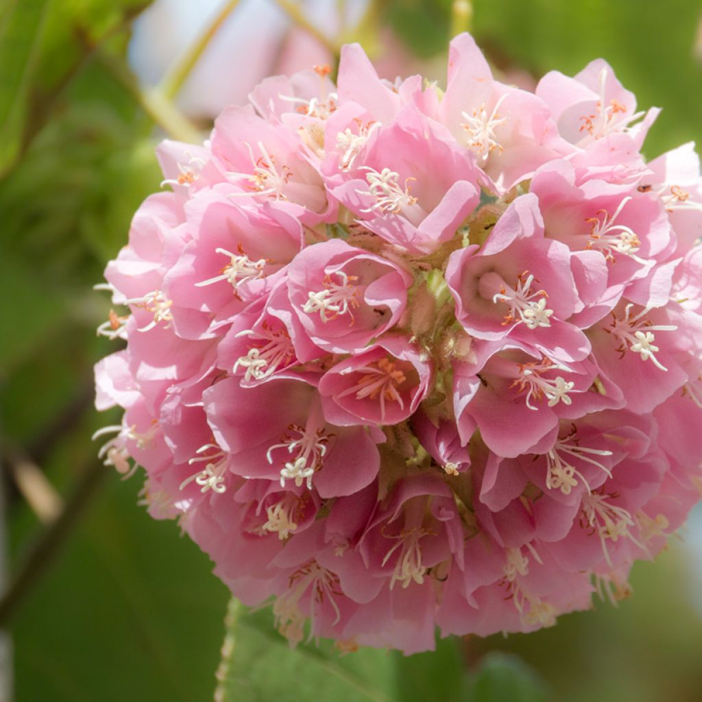 Dombeya cayeuxii