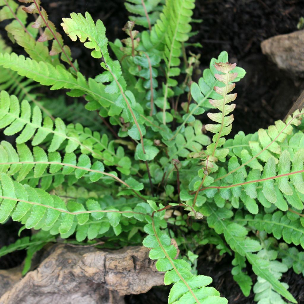 Doodia media - Raspvaren