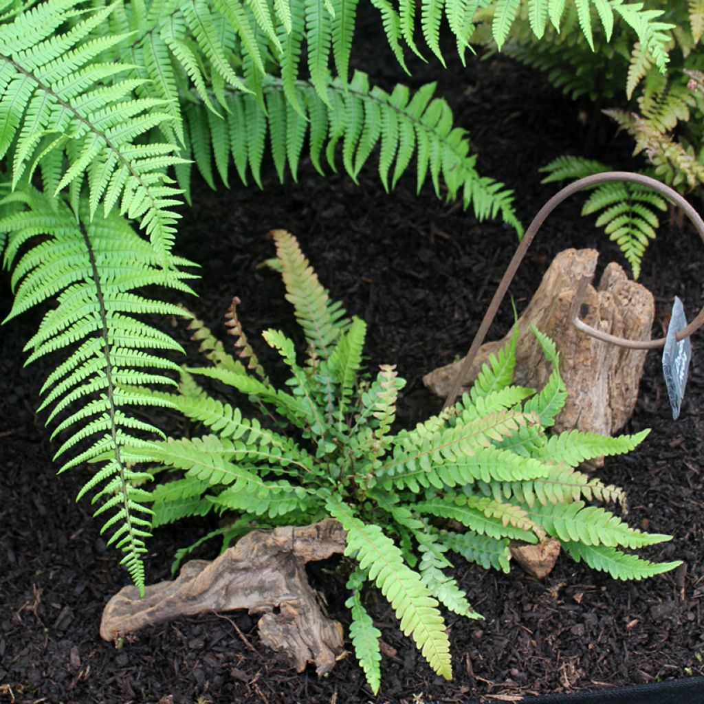 Doodia media - Raspvaren