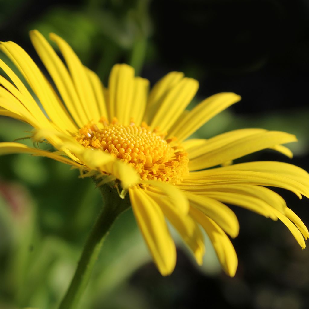 Doronicum orientale Magnificum - Voorjaarszonnebloem