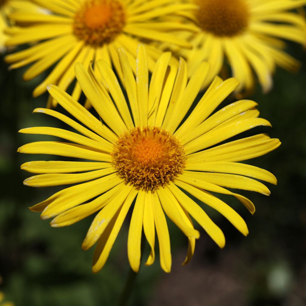 Doronicum orientale Magnificum - Voorjaarszonnebloem