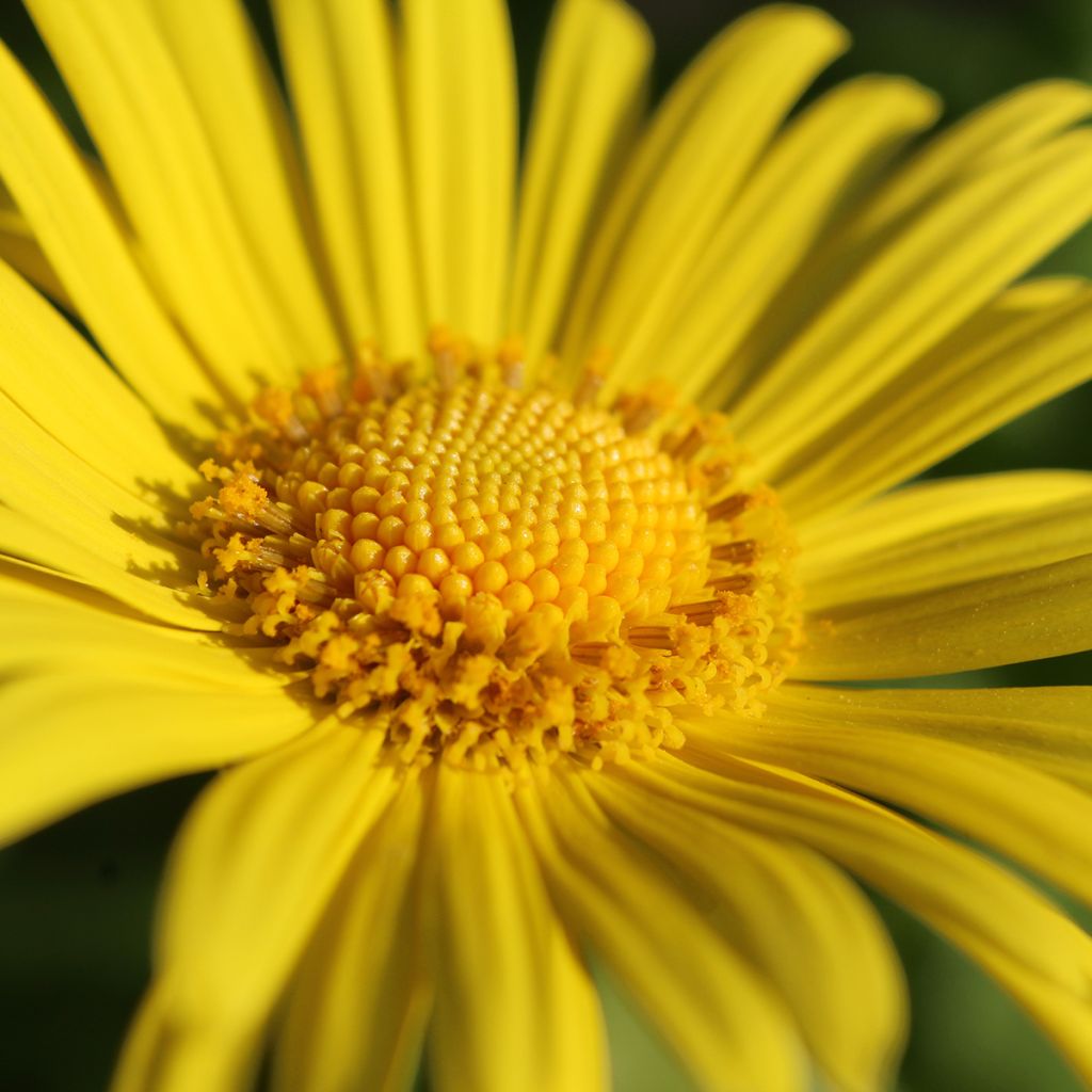 Doronicum orientale Magnificum - Voorjaarszonnebloem