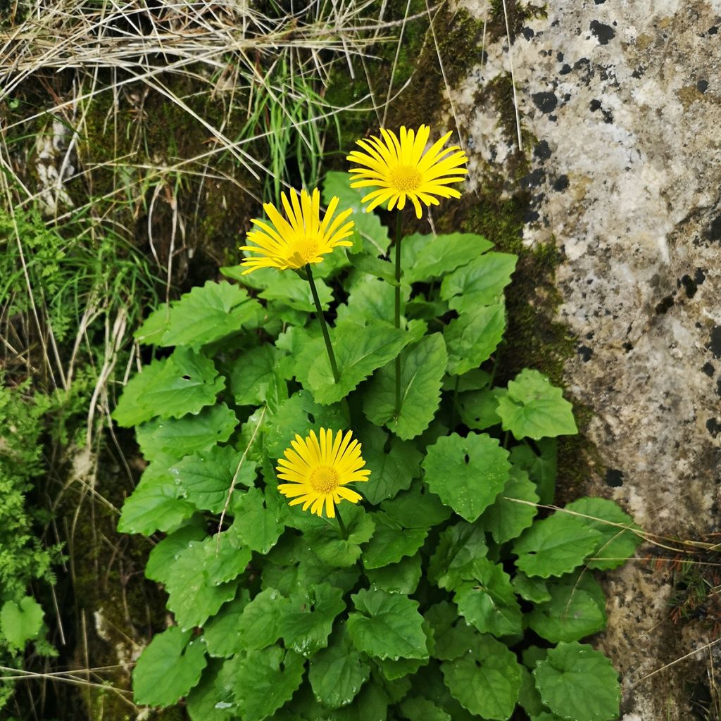 Doronicum plantagineum - Weegbreezonnebloem