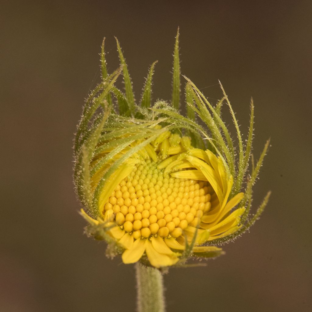 Doronicum plantagineum - Weegbreezonnebloem