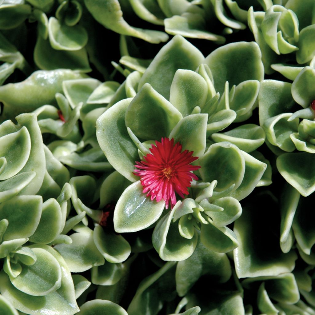 Mesembryanthemum Mezoo - IJsbloempje