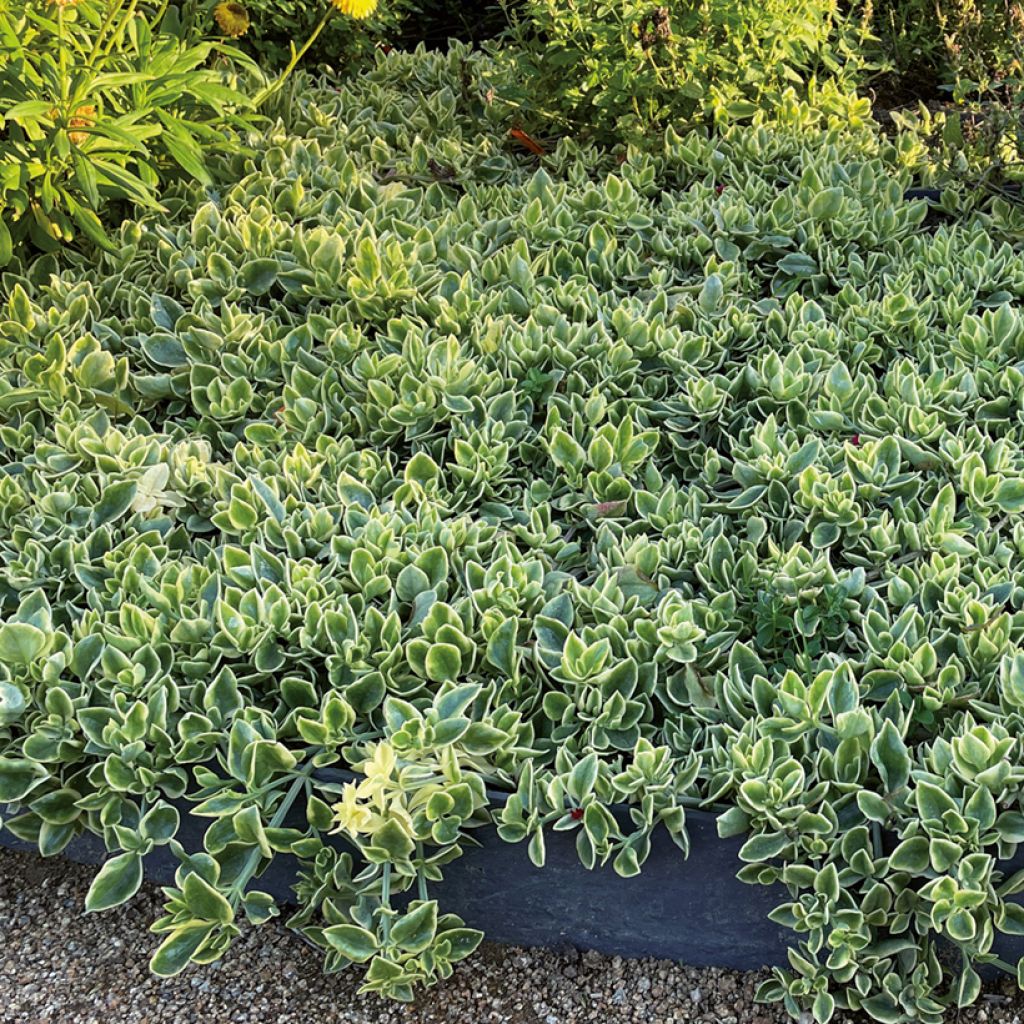 Mesembryanthemum Mezoo - IJsbloempje