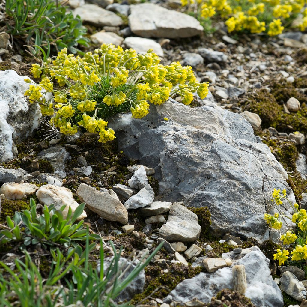 Draba aizoides - Geel hongerbloempje