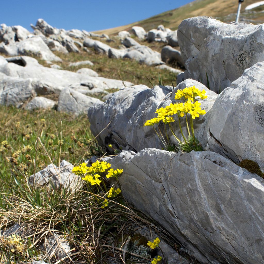 Draba aizoides - Geel hongerbloempje