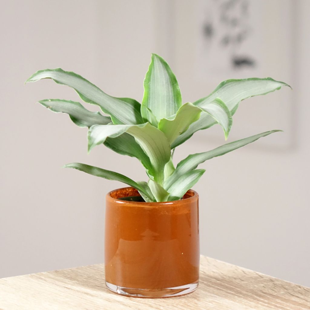 Dracaena Hawaii - Drakenbloedboom