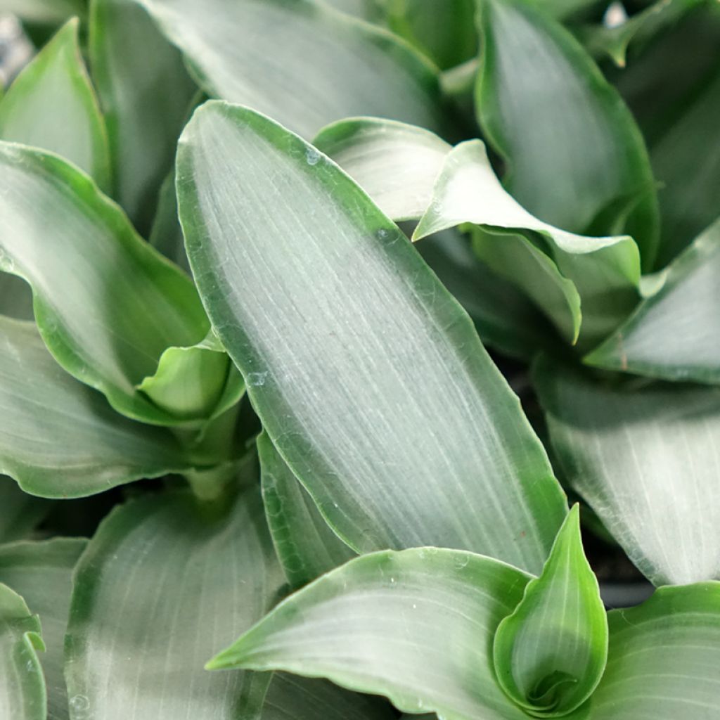 Dracaena Hawaii - Drakenbloedboom