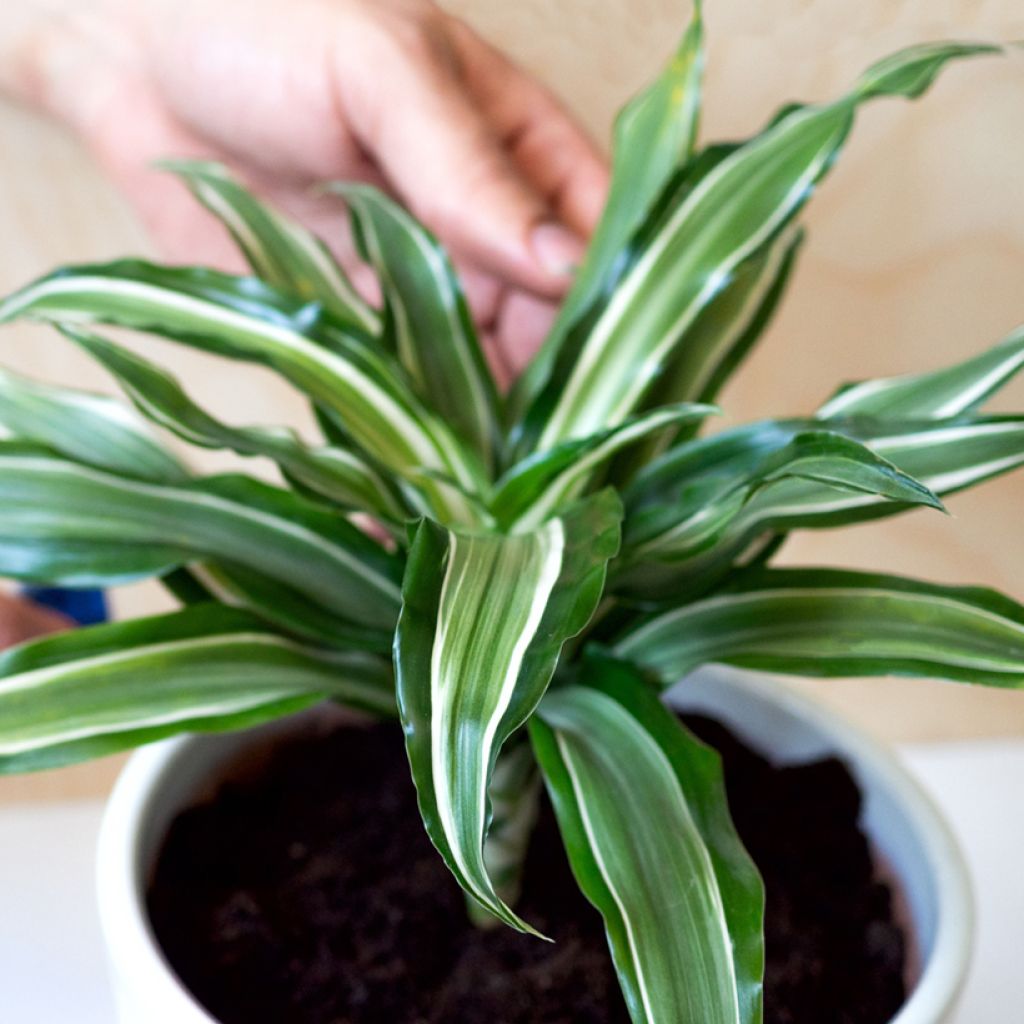 Dracaena fragrans Kanzi - Drakenbloedboom