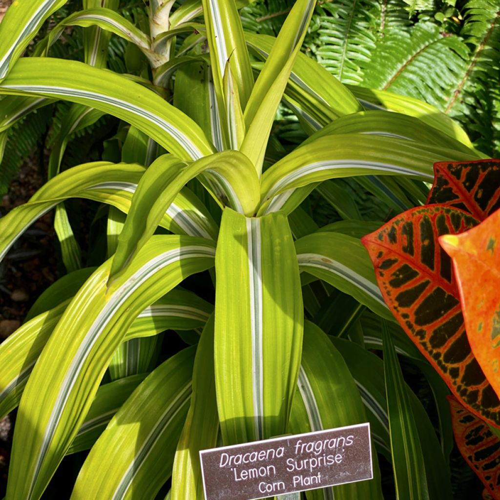 Dracaena fragrans Lemon Surprise - Drakenbloedboom