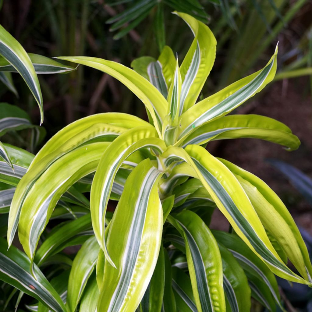 Dracaena fragrans Lemon Surprise - Drakenbloedboom